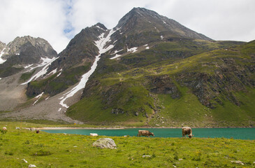 Wild cows near the Castel or Kastel lake in Val Formazza, Piedmont, Italy