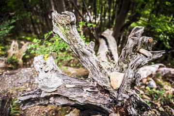 Fauna in Ascencio Valley, Torres del Paine National Park (Parque Nacional Torres del Paine), Patagonia, Chile, South America