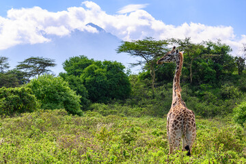 Giraffe in the wild in Arusha NP in Tanzania with Mt. Meru in background © Terry Divyak