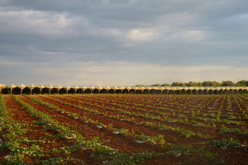 Rural landscape on Apulia between Bitonto and Conversano