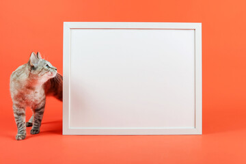cat and white empty frame with mock up are on orange background © Petr Smagin
