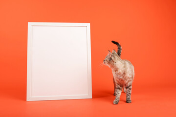 cat and white empty frame with mock up are on orange background