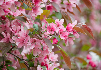 Spring Blooming Apple tree, soft focus.