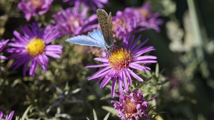 Delicate blue butterfly on a beautiful flower