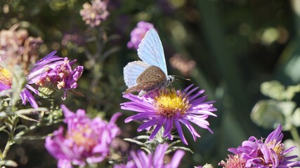 Delicate blue butterfly on a beautiful flower