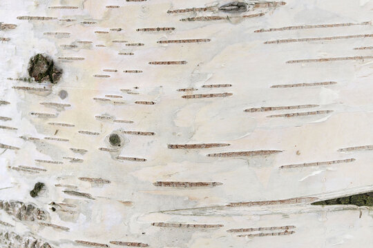 White birch bark with dashes natural background.