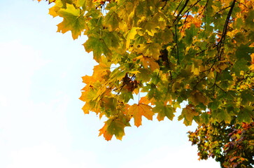 Branch with yellow maple leaves in the autumn