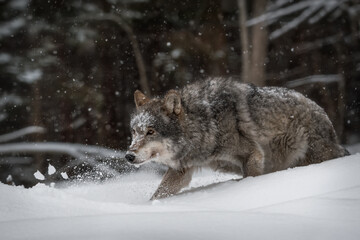 A seasoned gray wild wolf (lupus) walks in a snowy forest on deep white snow. It's a nasty day. Snowfall.