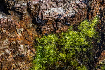 Seaweed on rocks detail, Russell, Bay of Islands, Northland Region, North Island, New Zealand