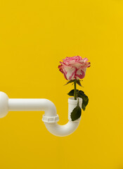 Pink and white rose in a white siphon pipe, levitating against a yellow background.