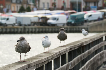 Row of seagulls standing on a railing wooden bridge at riverside with city view landscape and cars...