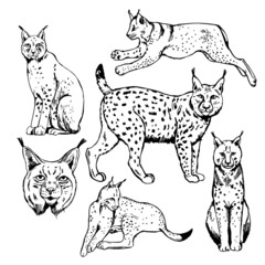 Lynx. Sketch illustration.