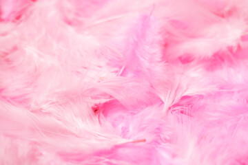 Close up a soft, gentle and fluffy pink pastel color feathers texture background