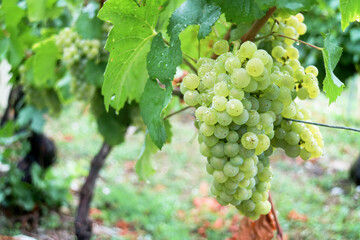 A shrub of ripe white grapevine ready to harvest on its tree and branches with drop of dew after rain in French viticulture vineyard with nature greenery background 