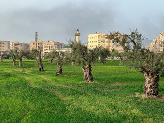 Olive tree field in the middle of an urban area