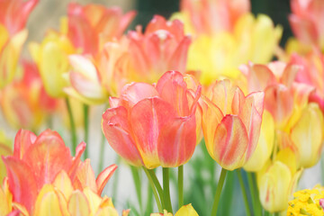 A beautiful colorful of blooming bud of tulips in orange- yellow color in a garden in full bloom period during spring time  