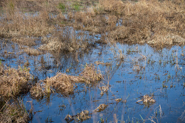 Flooded meadow after continuous heavy rain, the soil can no longer absorb so much water, example...