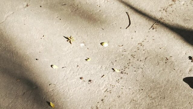 Black ants are creeping crawl, walking on the pavement ground