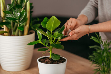 people taking care of houseplant at home. Engaging hobby