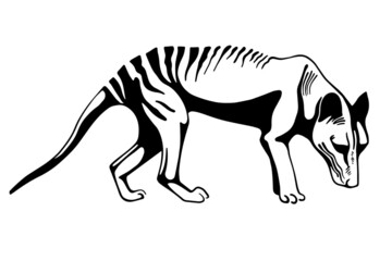 Fototapeta na wymiar vector tasmanian wolf illustration. Extinct animals vector