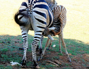 zebra feeding her baby in Safari park, national park Brioni, Croatia