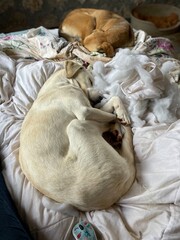 dogs sleeping on bed