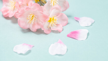 【背景素材】桜の花　	