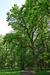 trees with green leaves in the park on a sunny day