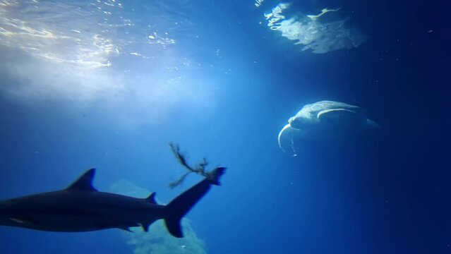 Scenic underwater photography. Shark and big turtle swim. Underwater world