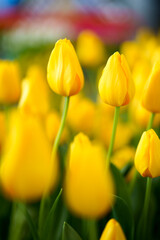 黄色いチューリップ