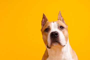 dog american staffordshire terrier looking up on yellow background