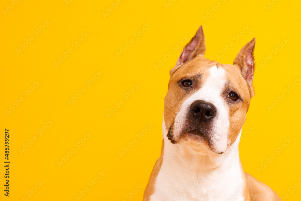 Poster dog American Staffordshire Terrier tilted his head to one side on a yellow background