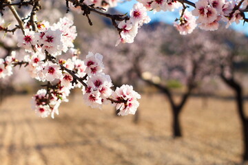 Beautiful and colorful almond flower in full bloom