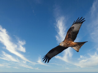 MILANO REAL RAPAZ FLYING WITH BACKGROUND OF BLUE SKY AND CLOUDS