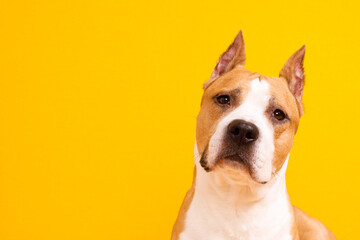 dog American Staffordshire Terrier tilted his head to one side on a yellow background