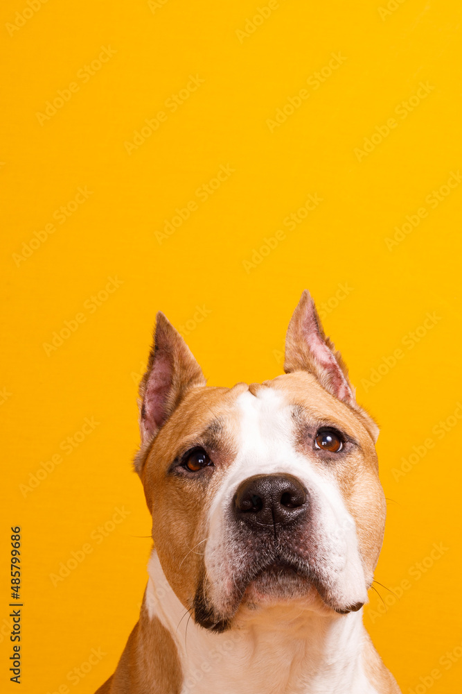 Wall mural dog american staffordshire terrier looking up on yellow background