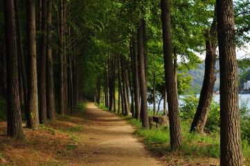 footpath in the forest