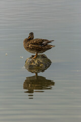 Mallard in spring in Aiguamolls De L Emporda Nature Park, Spain
