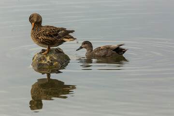 Mallard in spring in Aiguamolls De L Emporda Nature Park, Spain