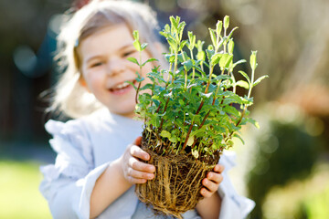 Close-up of little toddler girl holding garden shovel with green plants seedling in hands. Cute child learn gardening, planting and cultivating vegetables herbs in home garden. Ecology, organic food.