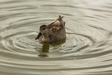 Mallard in spring in Aiguamolls De L Emporda Nature Park, Spain