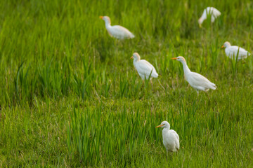 Obraz na płótnie Canvas Cattle egret (Bubulcus ibis) in Aiguamolls De L Emporda Nature Reserve, Spain