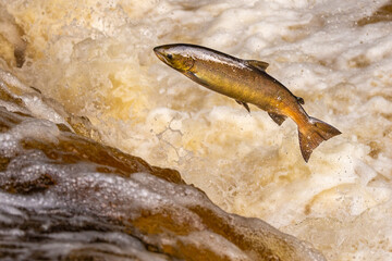 Atlantic Salmon leaping upstream during Salmon Run, UK