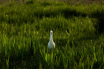 Cattle egret (Bubulcus ibis) in Aiguamolls De L Emporda Nature Reserve, Spain