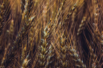 close up of grass