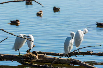 Little egret in Aiguamolls De L Emporda Nature Park, Spain