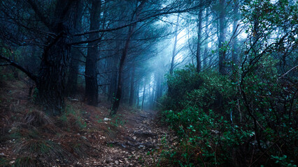 Montagne brume forêt