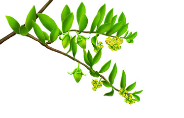 green leaf with yellow flowers
