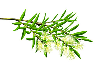 Green plant with beige yellow flowers