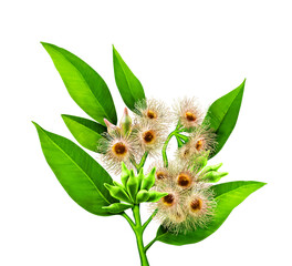 Short green plant on the soil
